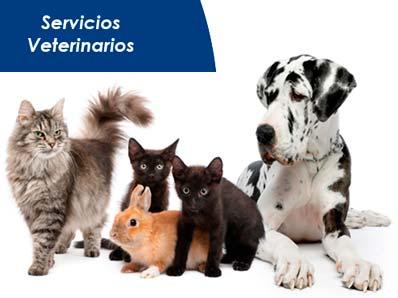 24 Hours Hospital Veterinario Animal Sos Málaga – Málaga