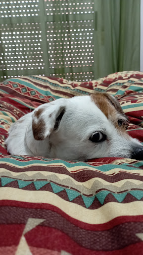 Aabem Clínica Veterinaria – Cáceres‎