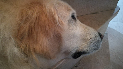 Aitana Clínica Veterinaria – Alcoi