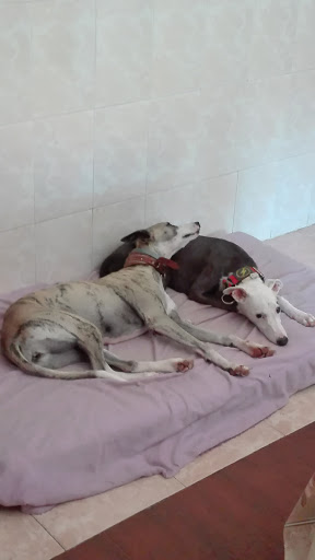 Alamillo Clínica Veterinaria – Sevilla