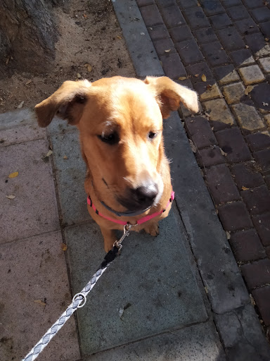 Alcobendas Clínica Veterinaria – Alcobendas