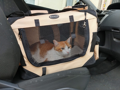 Alonso Cano Clínica Veterinaria – Madrid