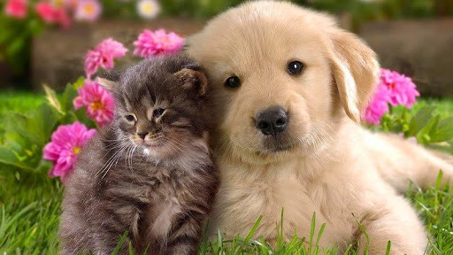 Alzivet Clínica Veterinaria – Alzira