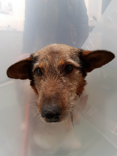 Amoeiro Veterinarios Slne – Amoeiro