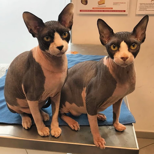 Amvet Clínica Veterinaria Alt Maresme – Malgrat de Mar