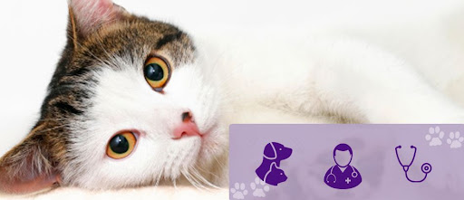 Anade Centro Veterinario – O Porriño