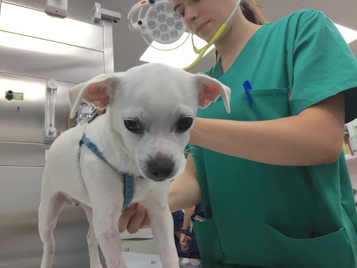 Anicura Glòries Hospital Veterinari – Barcelona