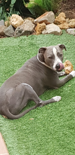 Anicura Lepanto Referencia Veterinaria – Mairena del Aljarafe