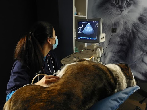 Anicura Uribe Kosta Clínica Veterinaria – Sopelana