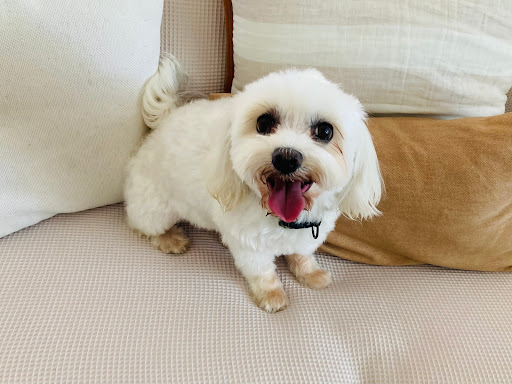 Anicura Velázquez Hospital Veterinario – Madrid