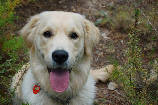 Anicura Vetamic Centro Veterinario Miami Platja – Miami Platja