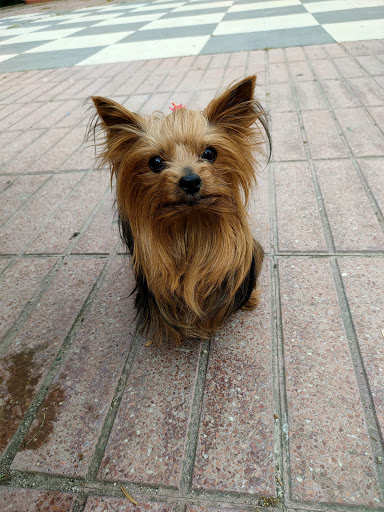 Animal Health Clínica Veterinaria Looked In Oiii08 – Griñón