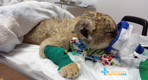 Animales Exóticos 24h Veterinarios Especialistas – Madrid