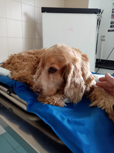 Animals Cantabria | Hospital Veterinario 24 Horas – Santander
