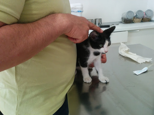 Animals Clínica Veterinaria – Esparreguera