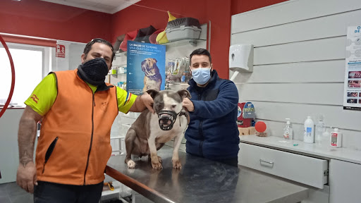 Animus Veterinaria – Daimús