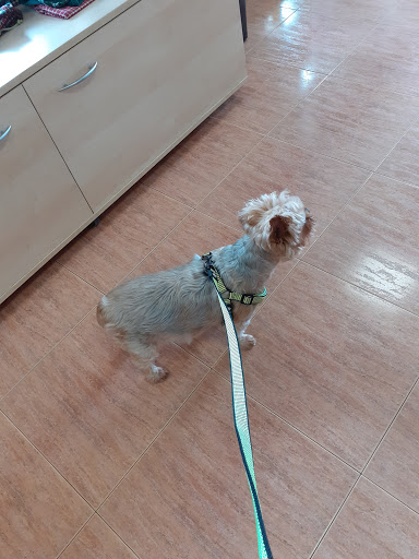 Anoa Centro Veterinario Slp – Ferrol