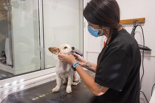 Anoia Veterinaria Masquefa – Masquefa