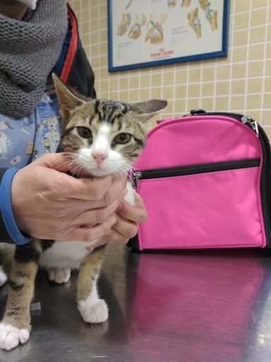 Archidona Clínica Veterinaria – Archidona