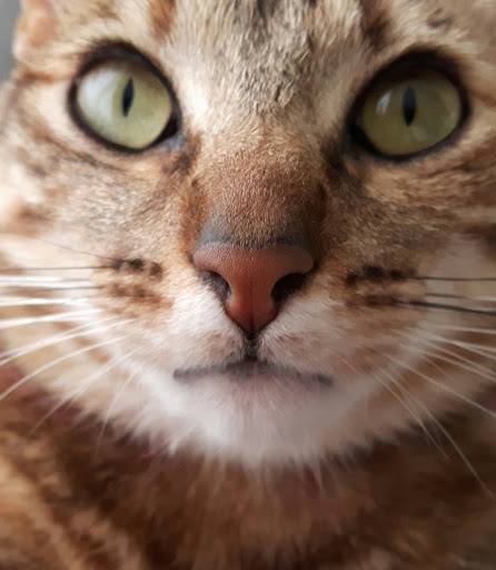 Argos Centro Veterinario – Madrid