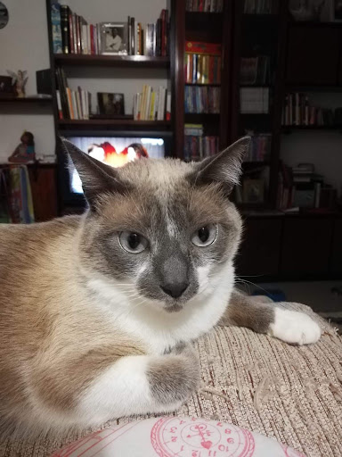 Argos Clínica Veterinaria Vic – Vic