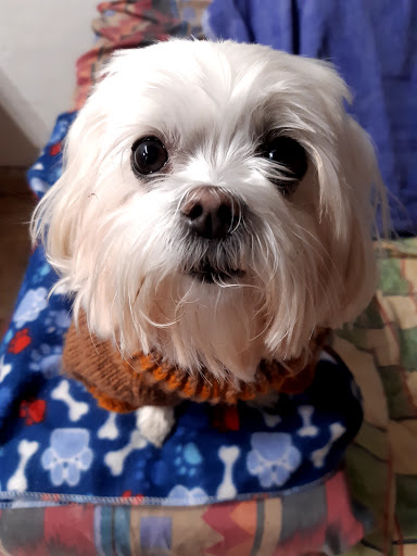 Ars Veterinaria Slp – Barcelona