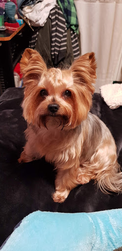 Asistencia Veterinaria Asís S.l. – Suances