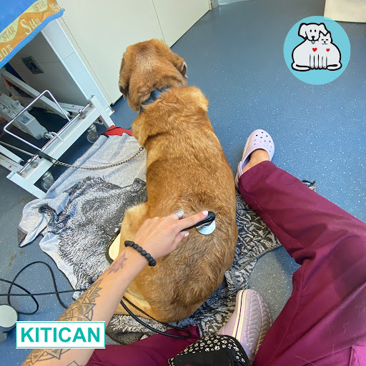 Assistència Veterinaria Vic – Vic