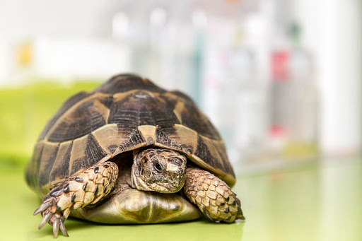 Assisvet Veterinaria – Castellón de la Plana