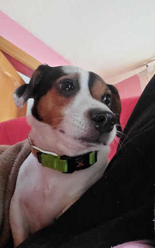 Avenue Clínica Veterinaria Spain – Alcobendas