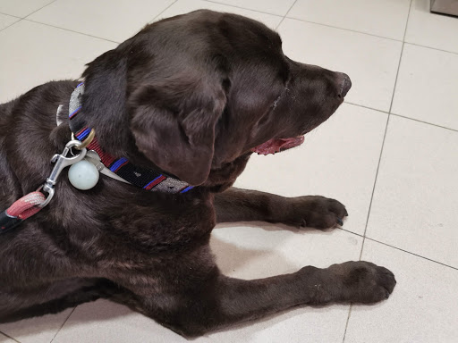 Ayala Clínica Veterinaria – Madrid