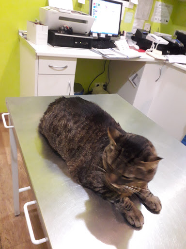 Berlin Park Clínica Veterinaria – Madrid