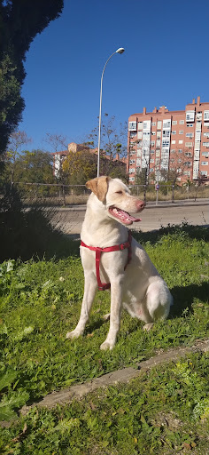 Berrocal Clínica Veterinaria – Madrid