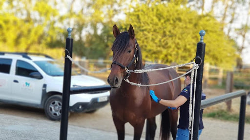 Bicho Malo – Centro Veterinario – – Almonte