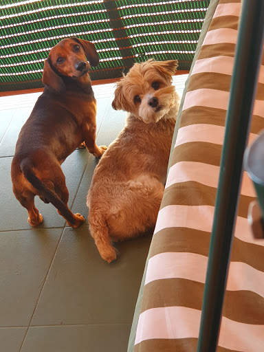 Bonafe Veterinaria Slp – Alberca (la