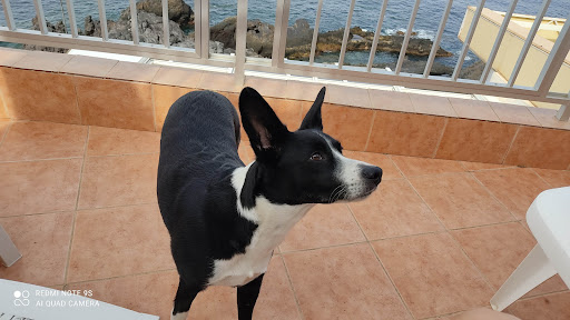 Boreal Veterinaria – Los Naranjeros