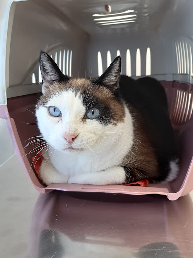 Bremen Veterinaria – Sabadell