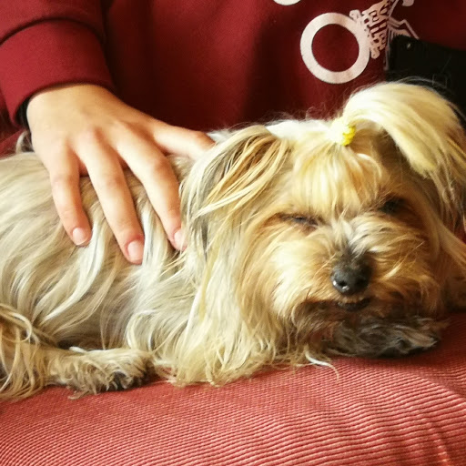 Calma Clínica Veterinaria – Olías del Rey