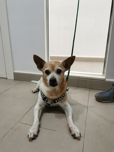 Camoix Clínica Veterinaria – Valencia