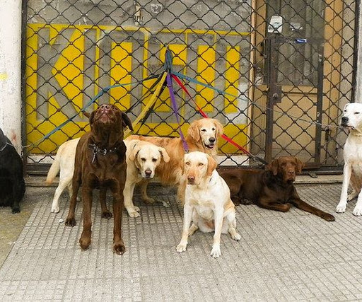 Can Contento Clínica Veterinaria – Madrid