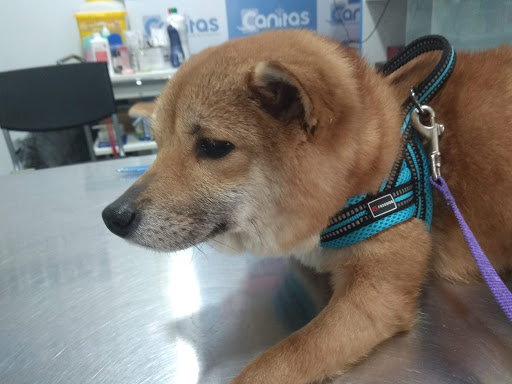 Canitas Veterinary Sevilla Este – Sevilla