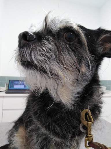 Carlos Iii Centro Veterinario – Cartagena