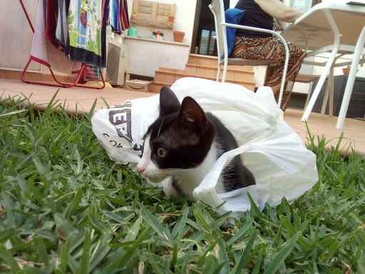 Carmen Lladó Veterinaria – Palma