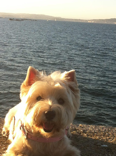 Caservet Arganzuela – Clínica Veterinaria – Madrid