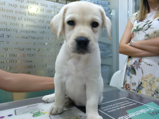 Centauro Veterinarios – Alcorcón