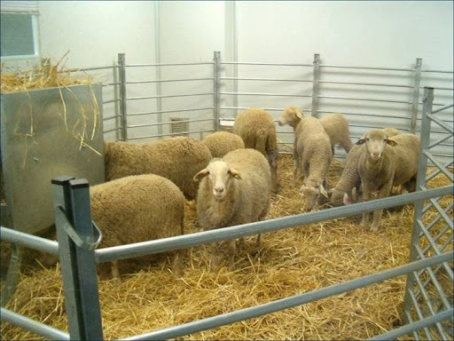 Center For Veterinary Health Surveillance (Visavet) U.c.m. – Madrid