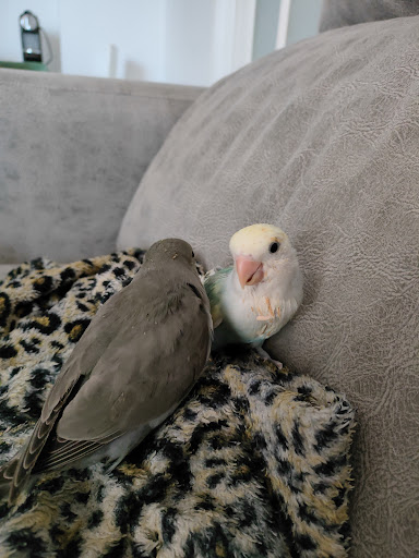 Central Park Clínica Veterinaria – Estepona