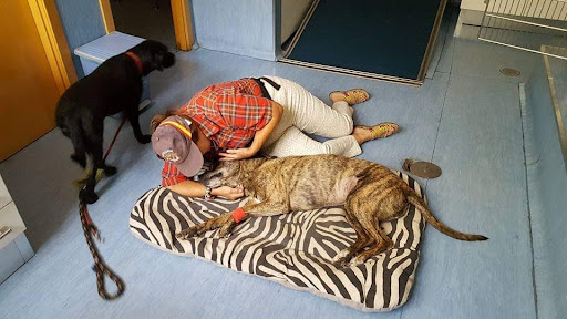 Central Veterinary Ramon Gomez de La Serna S.l.c. – Madrid