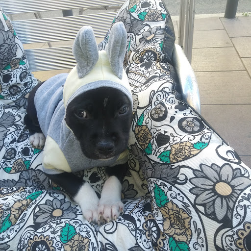 Centre Clínic Veterinari – Santa Coloma de Gramenet