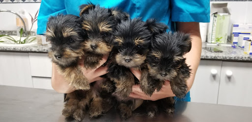 Centro Clínico Veterinario Torreblanca – Torreblanca